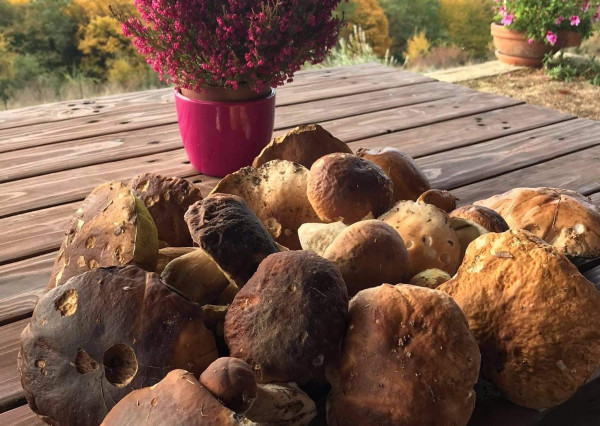 Predaj rekreačná chata Jedľové Kostoľany, pozemok 9,8á