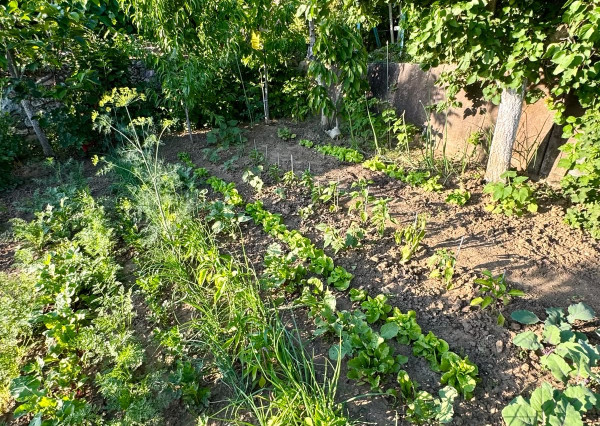 Predaj záhradná chatka murovaná, 376m2 pozemok, krásne západy slnka, Kynek