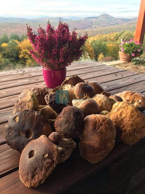 Predaj rekreačná chata Jedľové Kostoľany, pozemok 9,8á